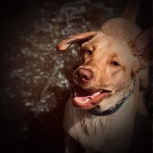 Meet your Posher, Rylee